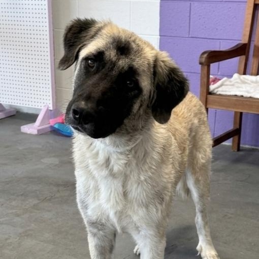 **MOUSE**, Adoptable, Young Female Great Pyrenees & Anatolian Shepherd.