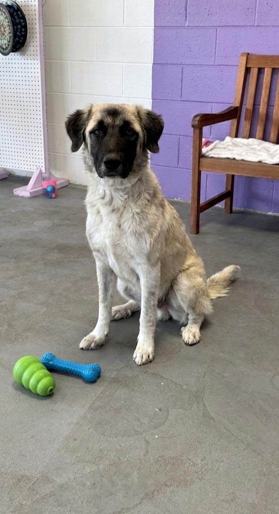**MOUSE**, a Adoptable mixed breed in North Prairie, WI image 2/2
