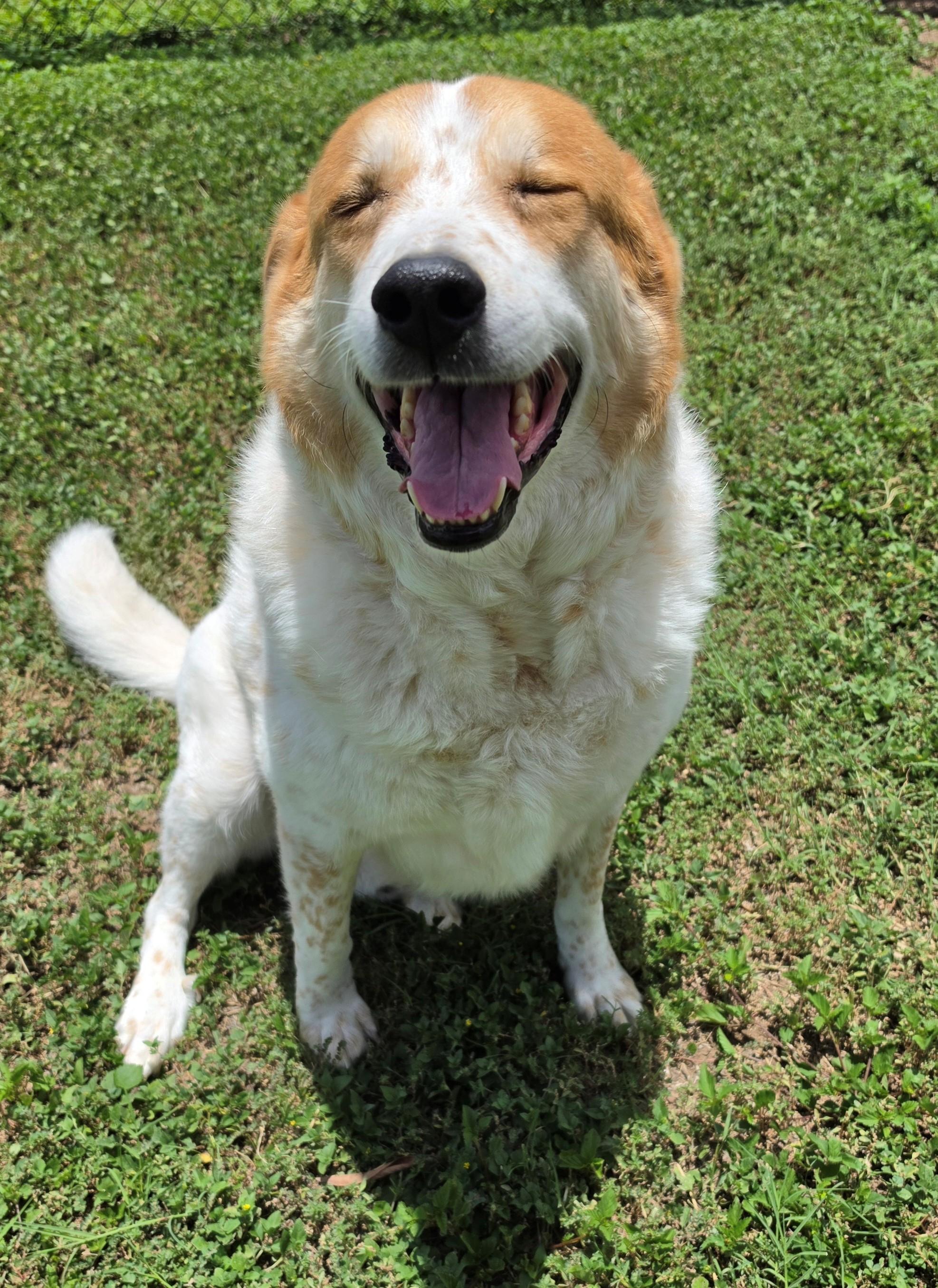 Peanut, adopted, Adult Male Australian Cattle Dog / Blue Heeler.