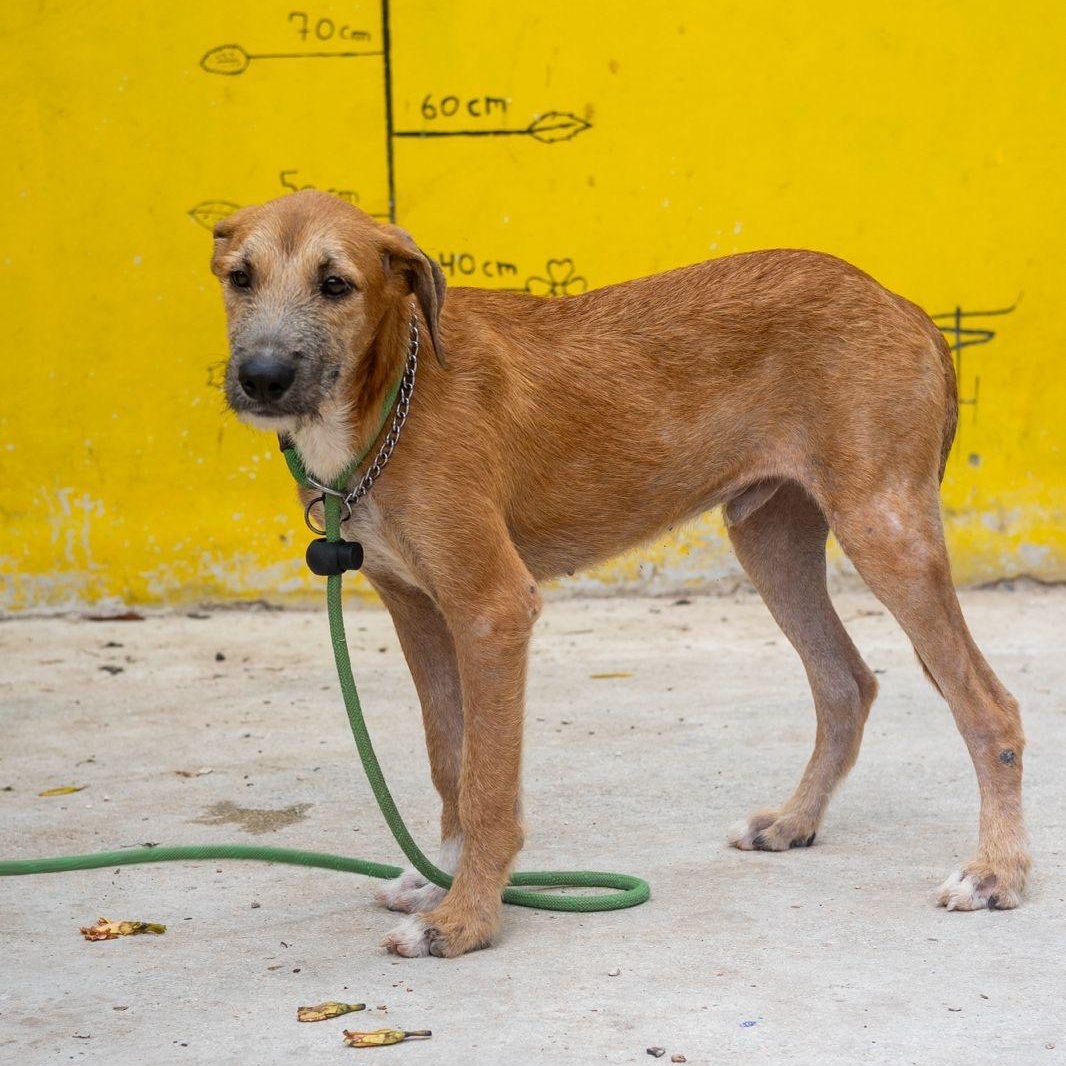 Enlarge Sparrow, a ADOPTABLE mixed breed in New York, NY image 1/6