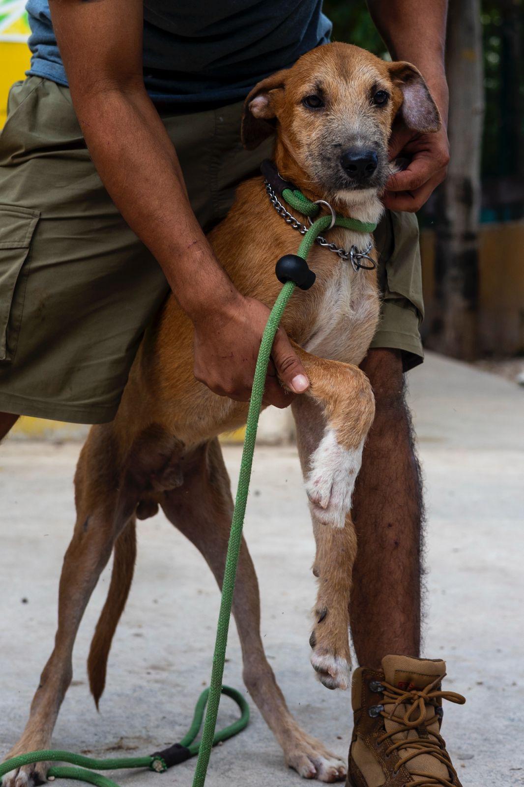Enlarge Sparrow, a ADOPTABLE mixed breed in New York, NY image 6/6