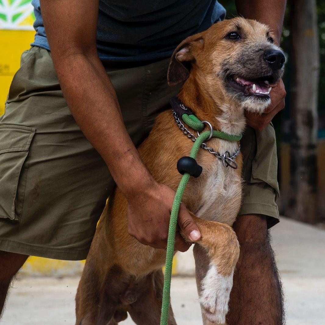 Enlarge Sparrow, a ADOPTABLE mixed breed in New York, NY image 2/6