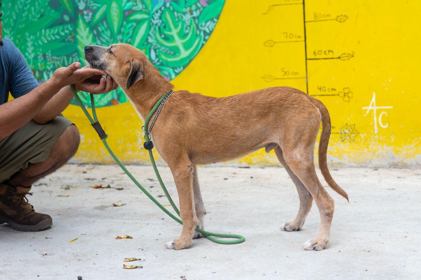 Enlarge Sparrow, a ADOPTABLE mixed breed in New York, NY image 4/6