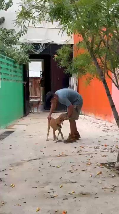 Enlarge Sparrow, a ADOPTABLE mixed breed in New York, NY video 5/6