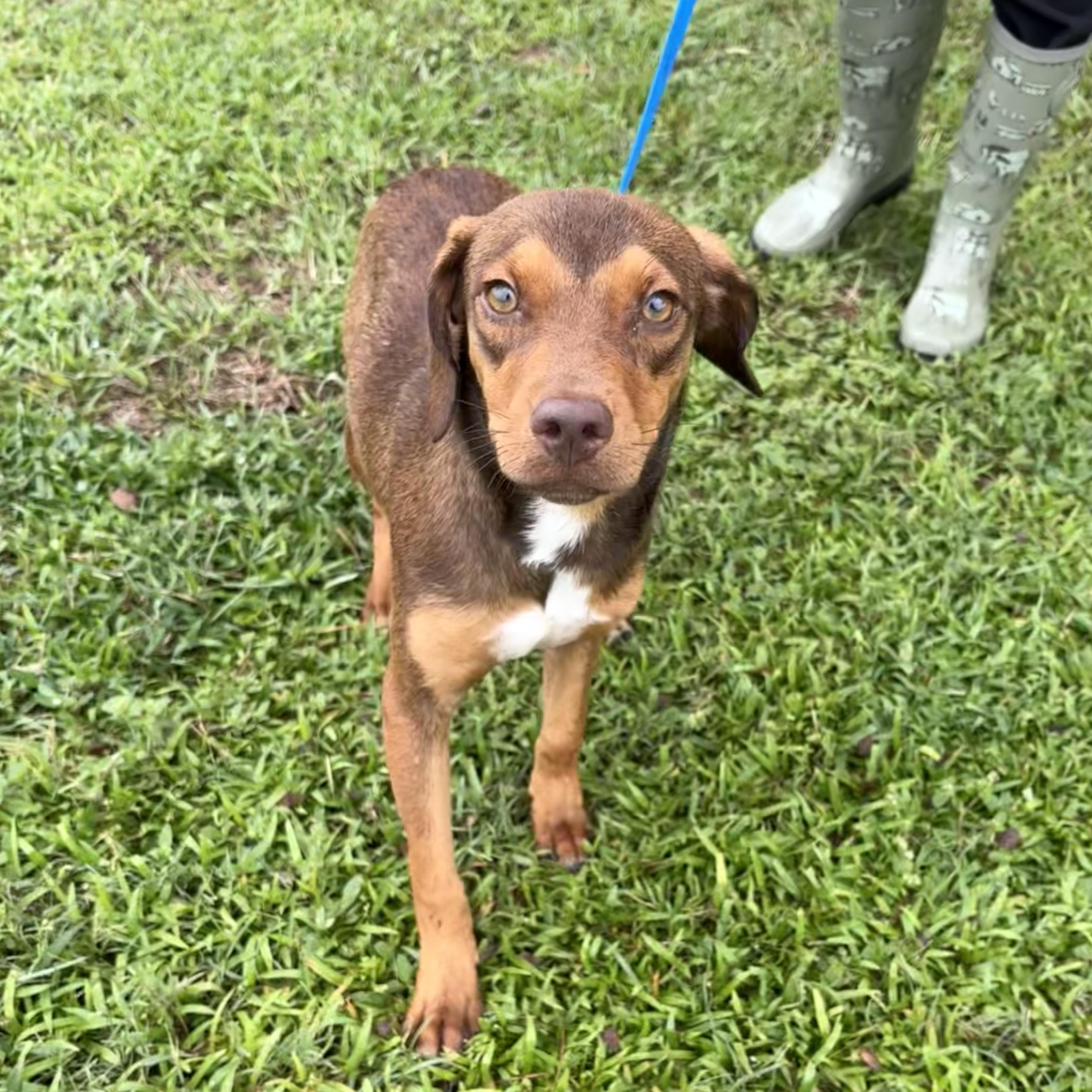 Enlarge Hot Dog, a ADOPTABLE mixed breed in Valdosta, GA image 2/4