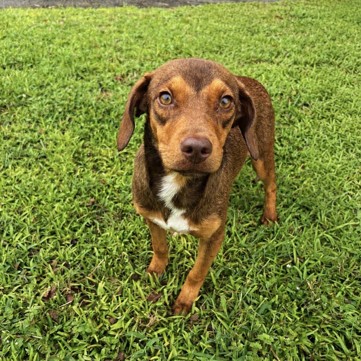Hot Dog, ADOPTABLE, Puppy Male Beagle.