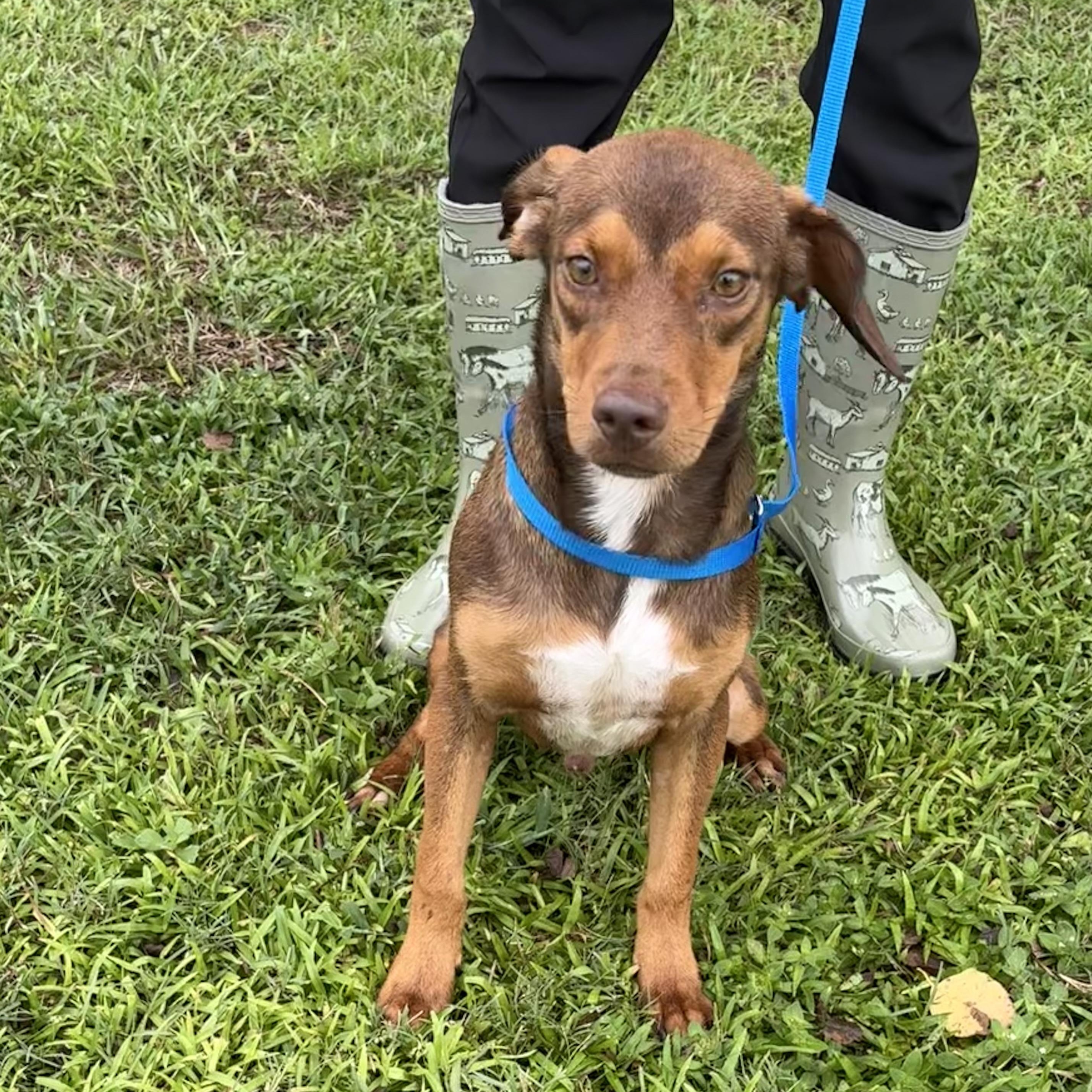 Enlarge Hot Dog, a ADOPTABLE mixed breed in Valdosta, GA image 4/4