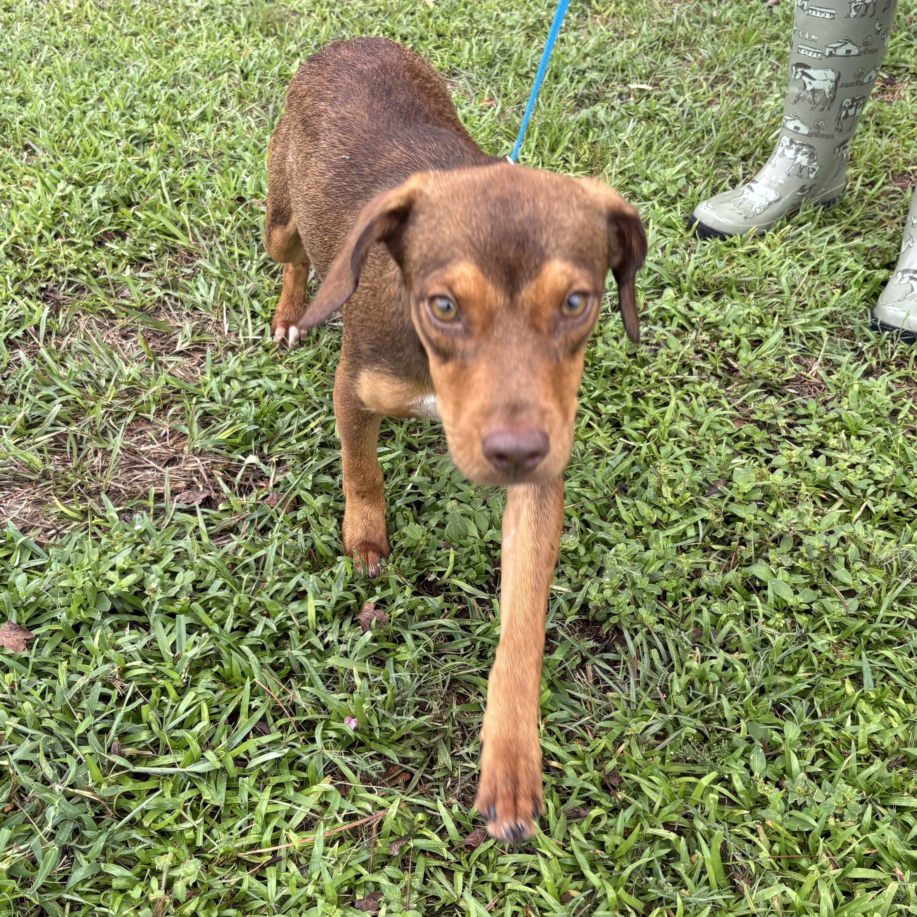 Enlarge Hot Dog, a ADOPTABLE mixed breed in Valdosta, GA image 3/4