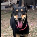 Mimi, adopted, Adult Female Mixed Breed.