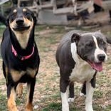 Mimi, an adopted Mixed Breed in Houston, TX image 3/3