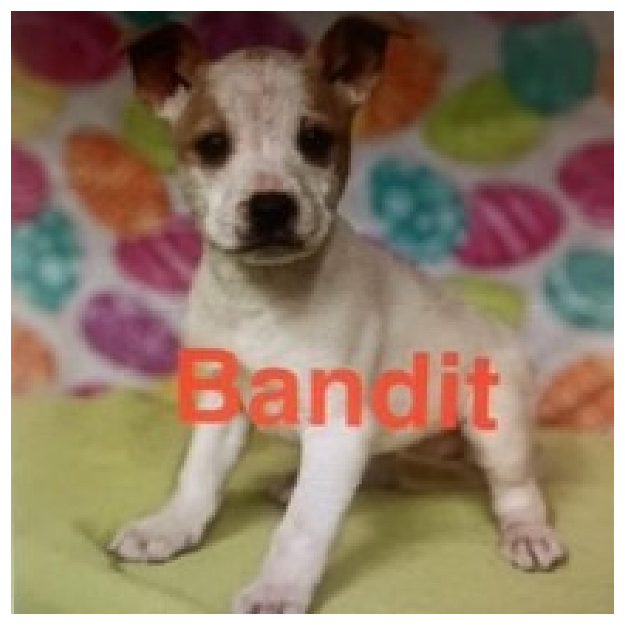 Enlarge Bandit, an adopted mixed breed in Eustis, FL image 2/2