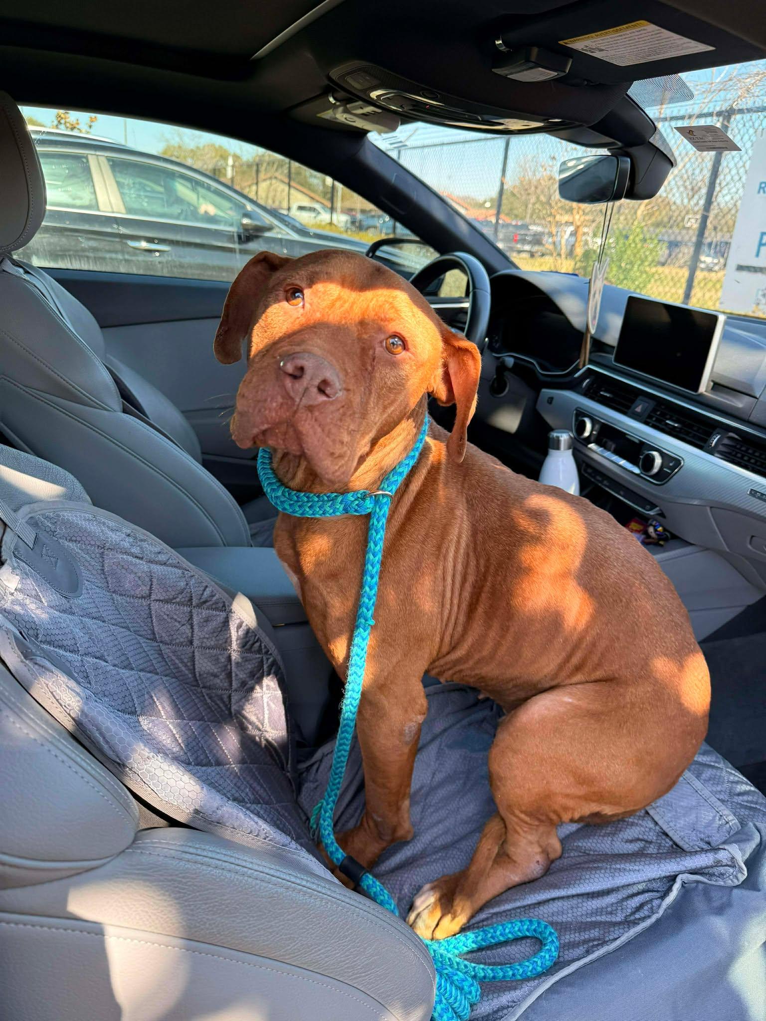 Darla, an adopted mixed breed in Newark, DE image 4/6