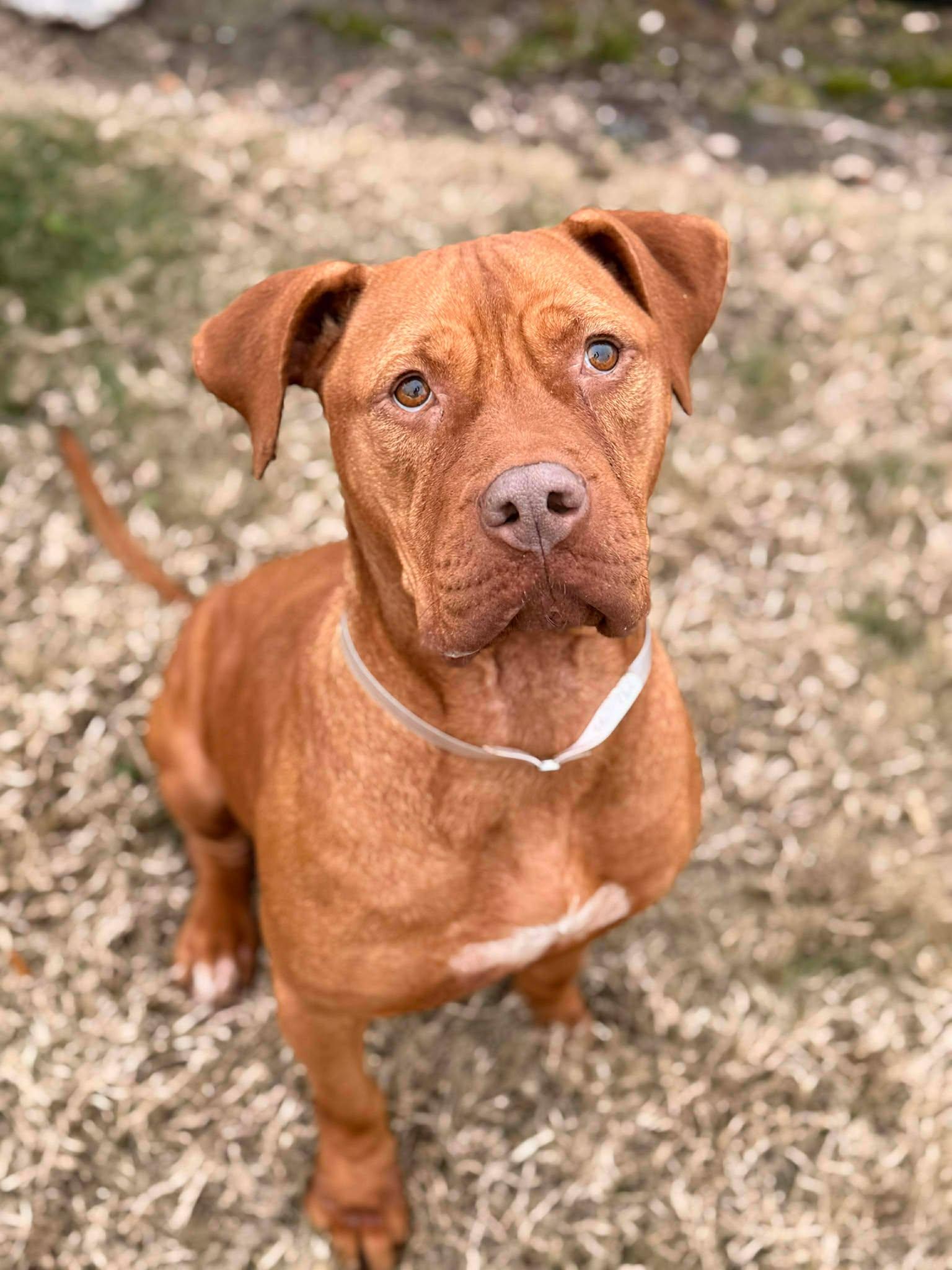 Darla, an adopted mixed breed in Newark, DE image 1/6