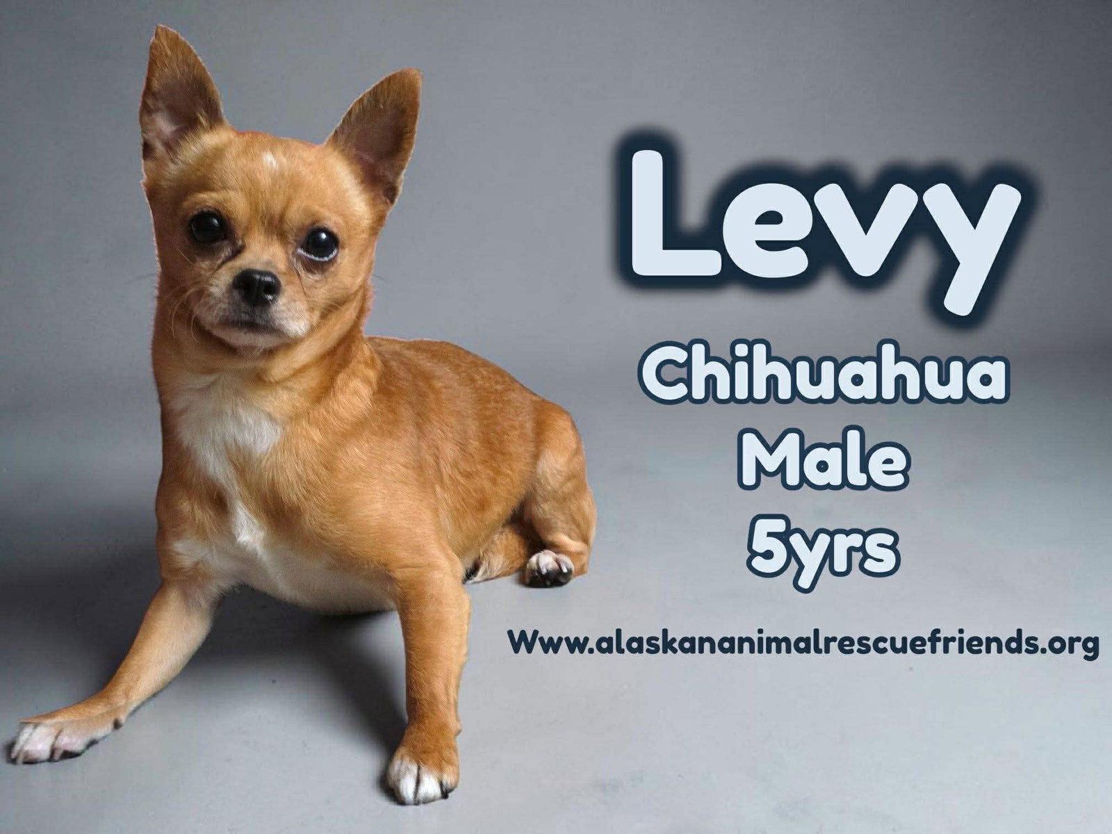 Levi, Adoptable, Adult Male Chihuahua.