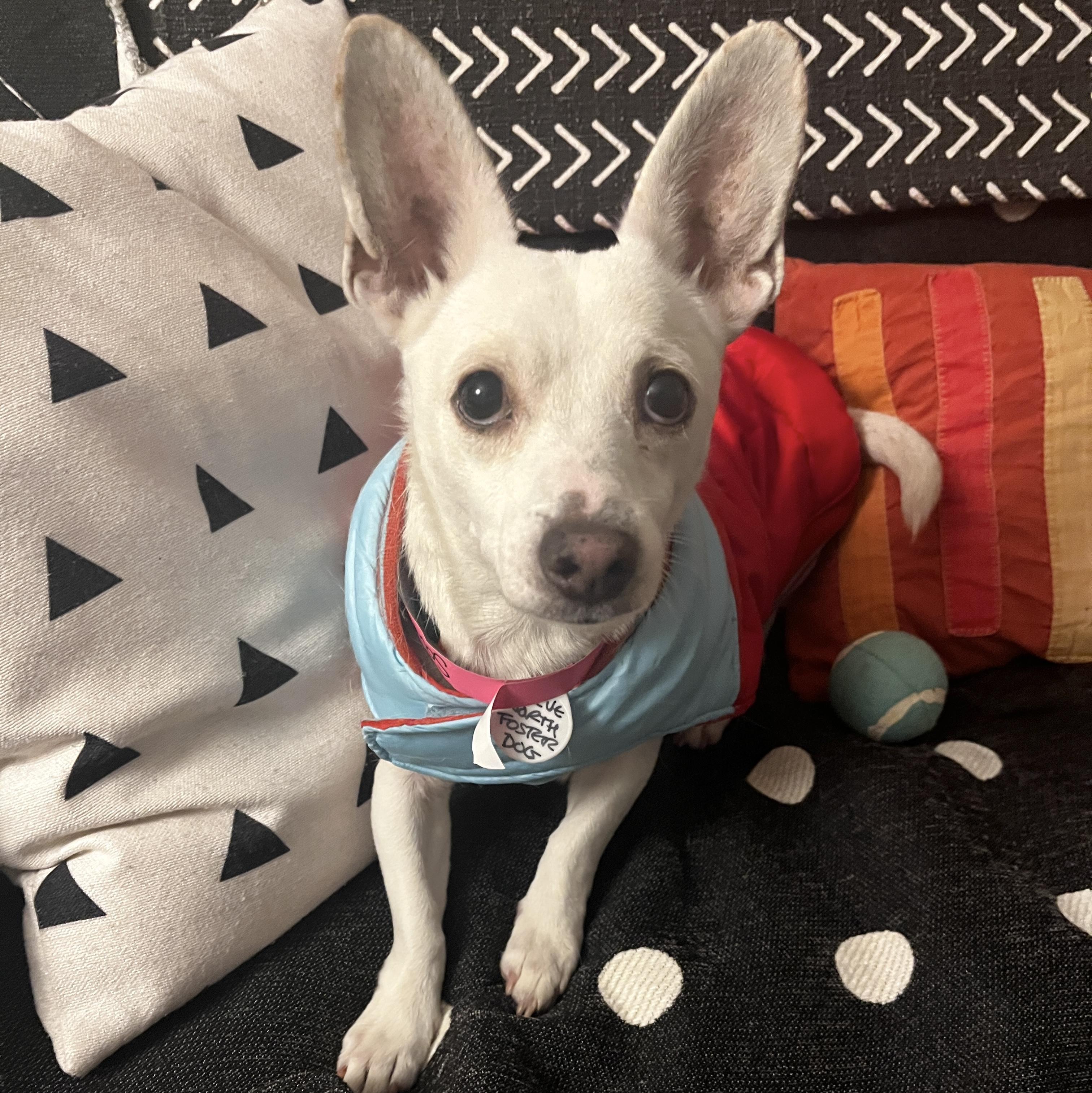 Enlarge Southern, a ADOPTABLE mixed breed in Brooklyn, NY image 1/3