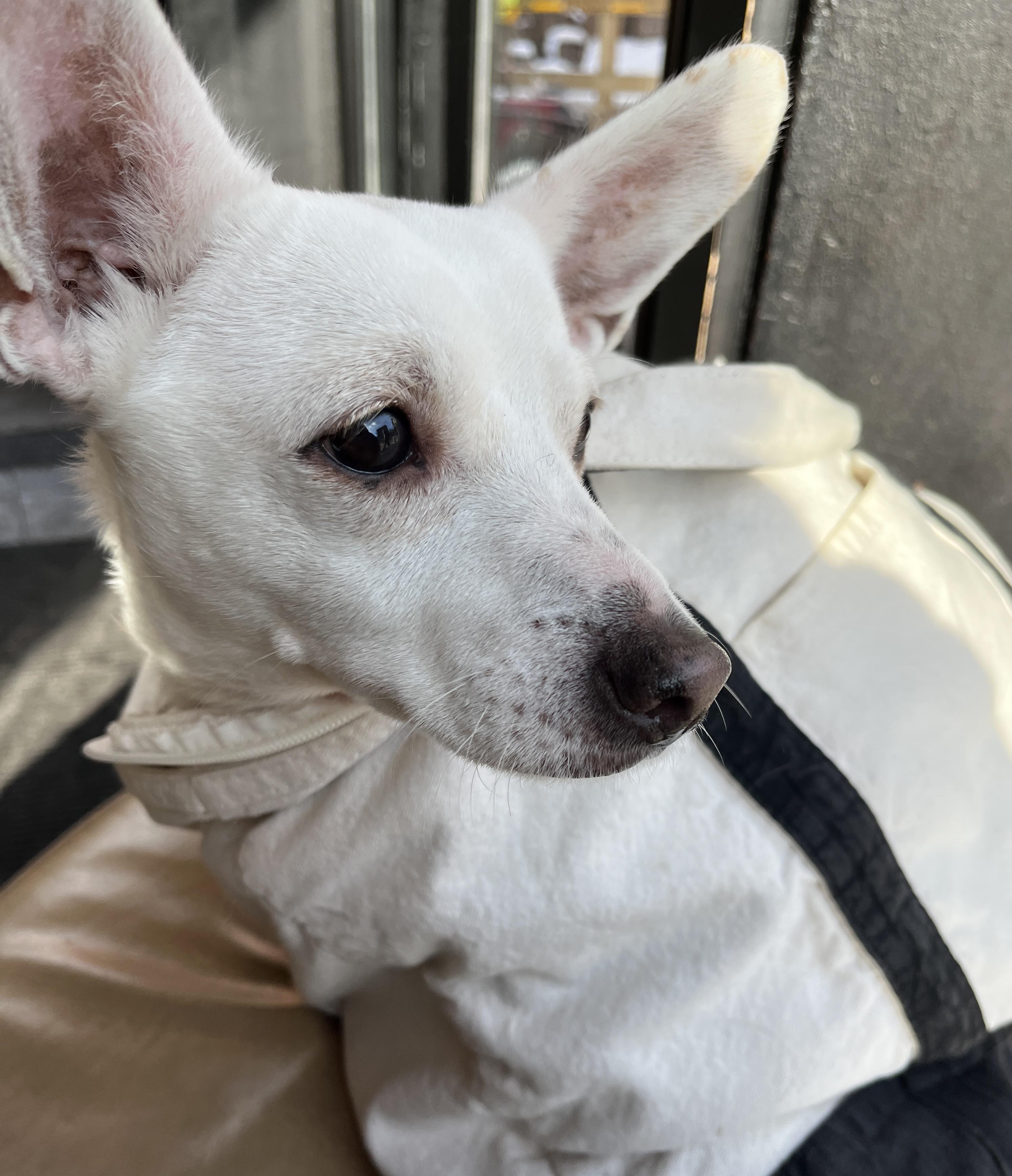 Enlarge Southern, a ADOPTABLE mixed breed in Brooklyn, NY image 2/3