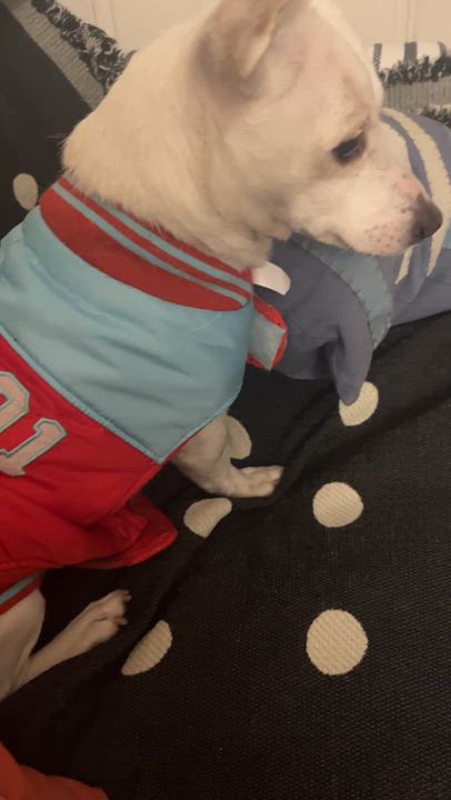 Enlarge Southern, a ADOPTABLE mixed breed in Brooklyn, NY video 3/3