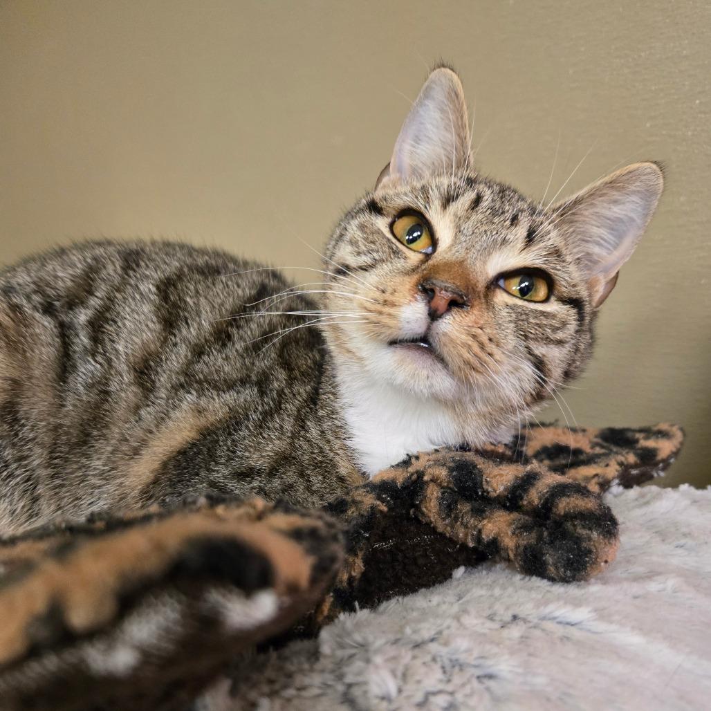 Jerome, Adoptable, Young Male Domestic Short Hair.