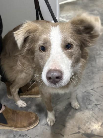 Honey Bun, adopted, Adult Female Australian Shepherd.