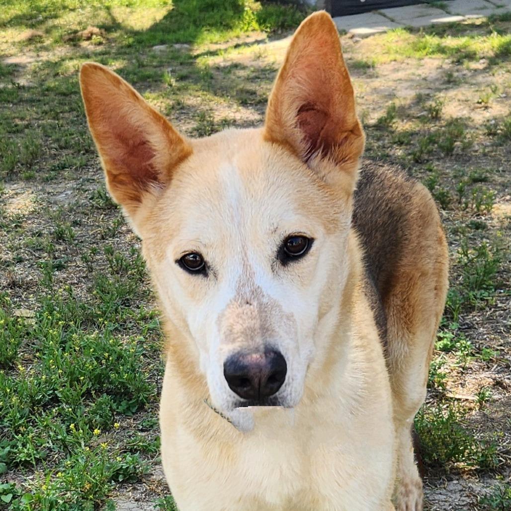 Enlarge Rex JuM, a Adoptable mixed breed in Hoffman Estates, IL image 1/6