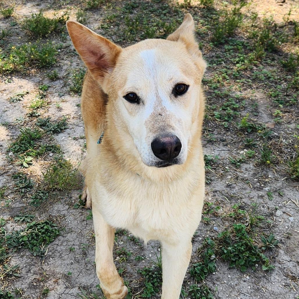 Enlarge Rex JuM, a Adoptable mixed breed in Hoffman Estates, IL image 5/6