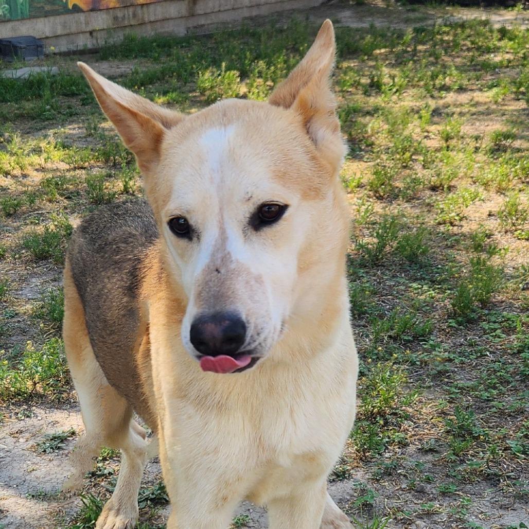 Enlarge Rex JuM, a Adoptable mixed breed in Hoffman Estates, IL image 2/6
