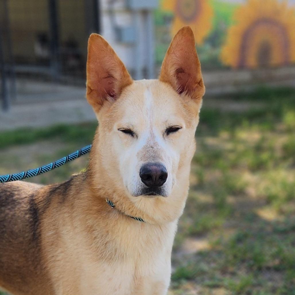 Enlarge Rex JuM, a Adoptable mixed breed in Hoffman Estates, IL image 6/6
