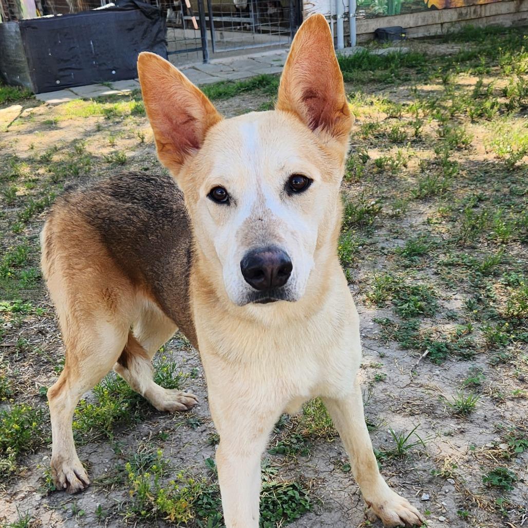 Enlarge Rex JuM, a Adoptable mixed breed in Hoffman Estates, IL image 3/6