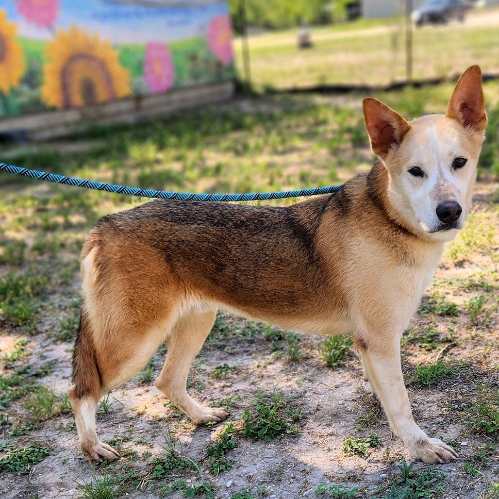 Enlarge Rex JuM, a Adoptable mixed breed in Hoffman Estates, IL image 4/6