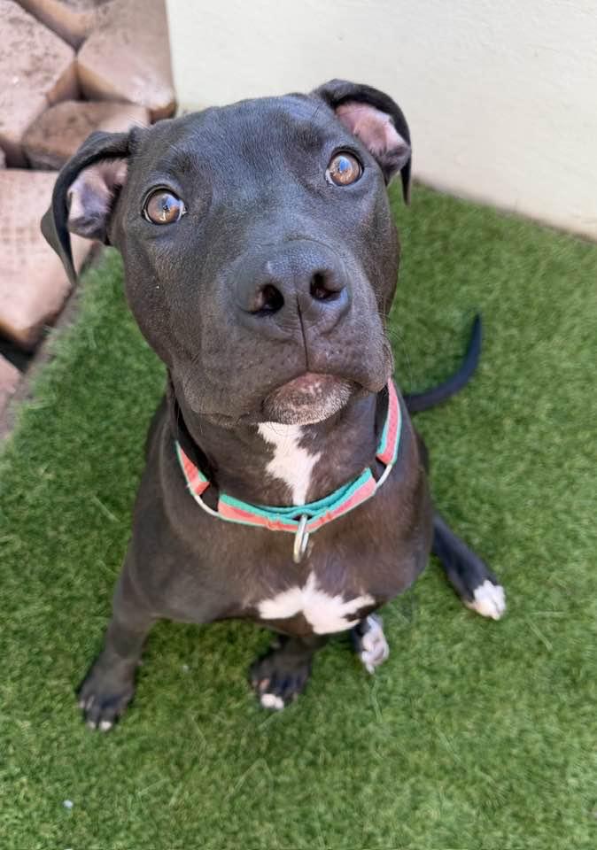 Grackle, Adoptable, Young Male Pit Bull Terrier & American Staffordshire Terrier.