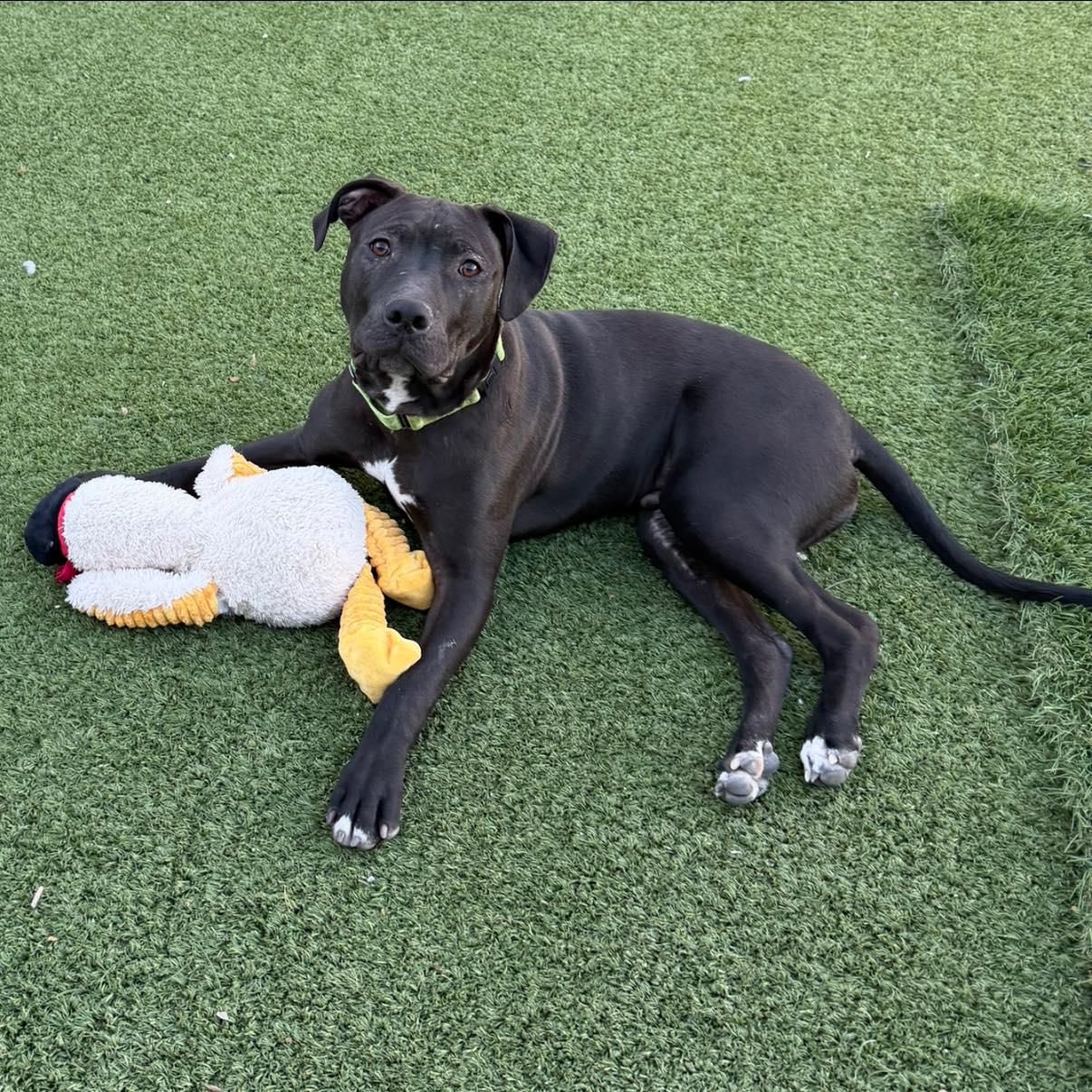 Grackle, a Adoptable mixed breed in Phoenix, AZ image 2/3