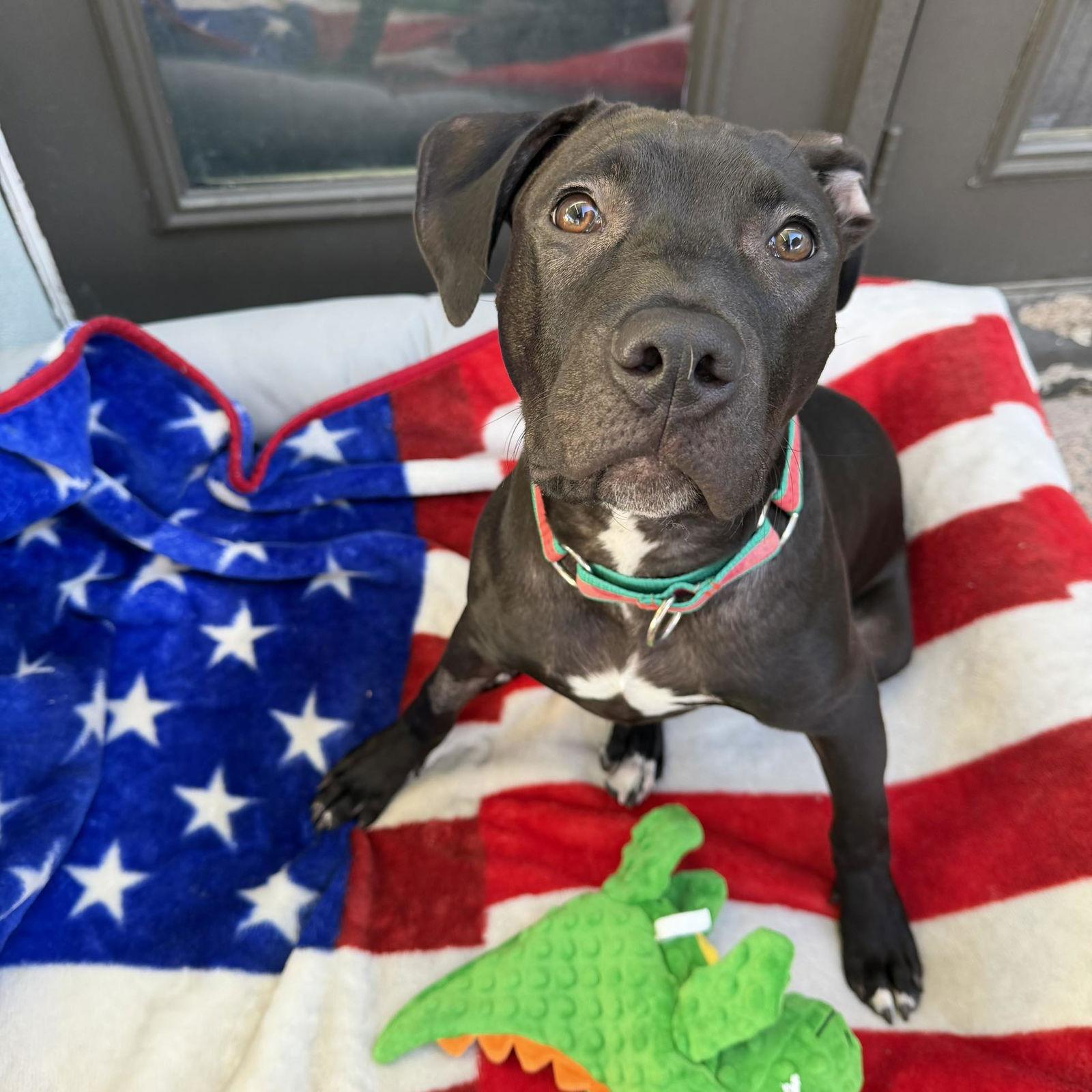 Grackle, a Adoptable mixed breed in Phoenix, AZ image 3/3