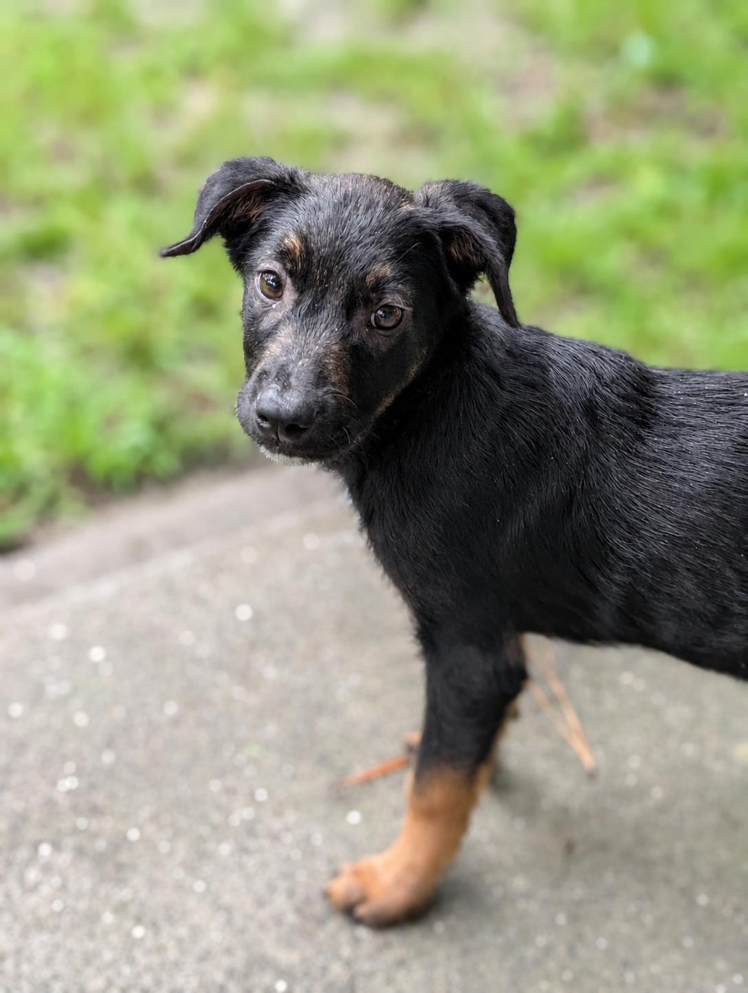 Enlarge Thorne, an adopted mixed breed in Bloomingdale, GA image 3/5