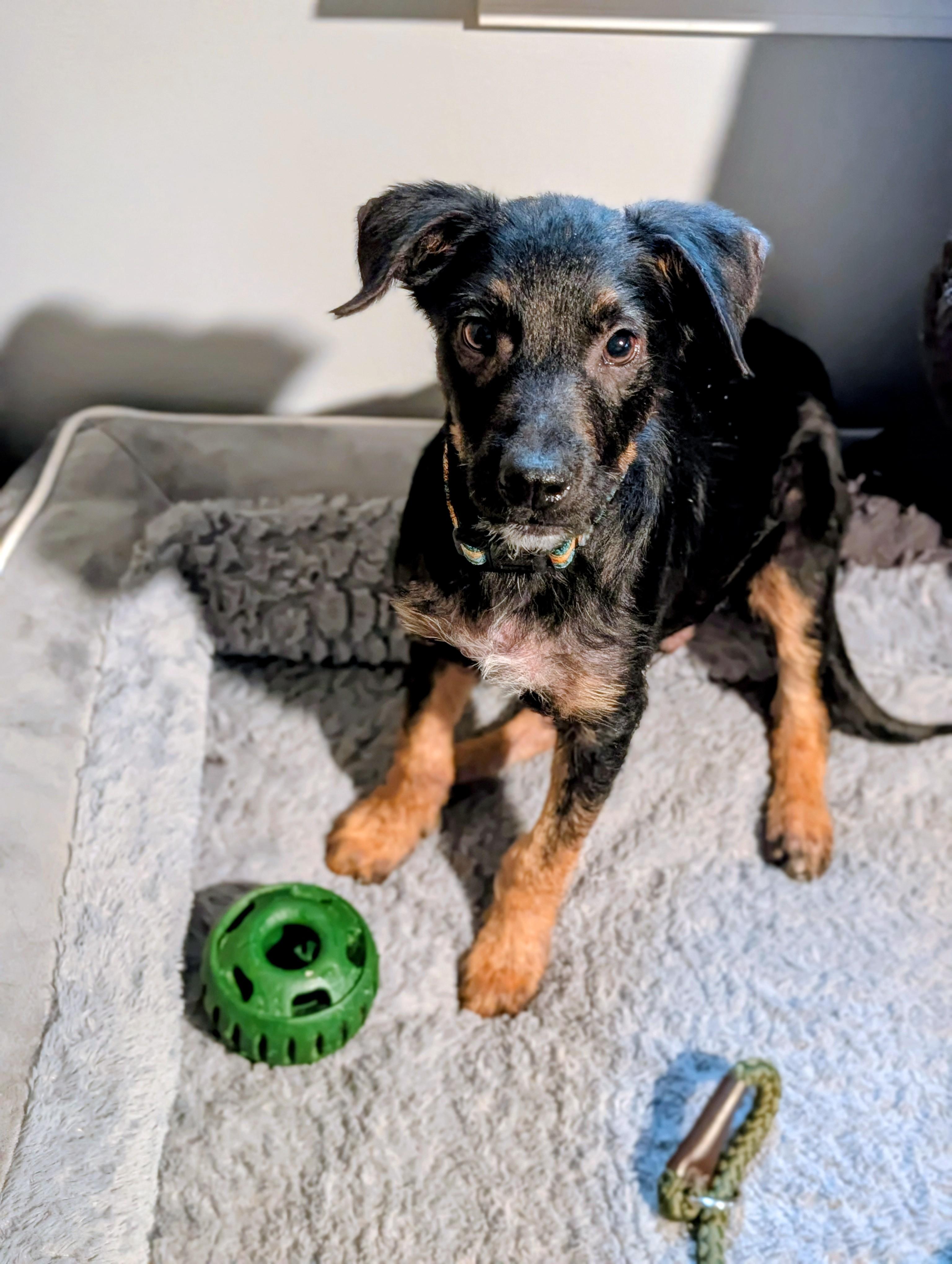 Enlarge Thorne, an adopted mixed breed in Bloomingdale, GA image 4/5