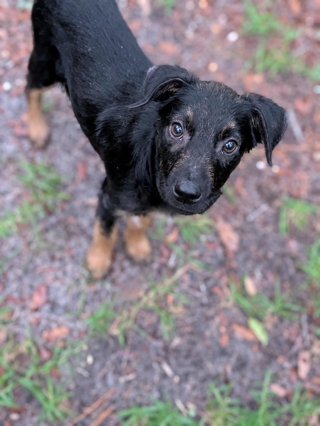Thorne, adopted, Puppy Male German Shepherd Dog.
