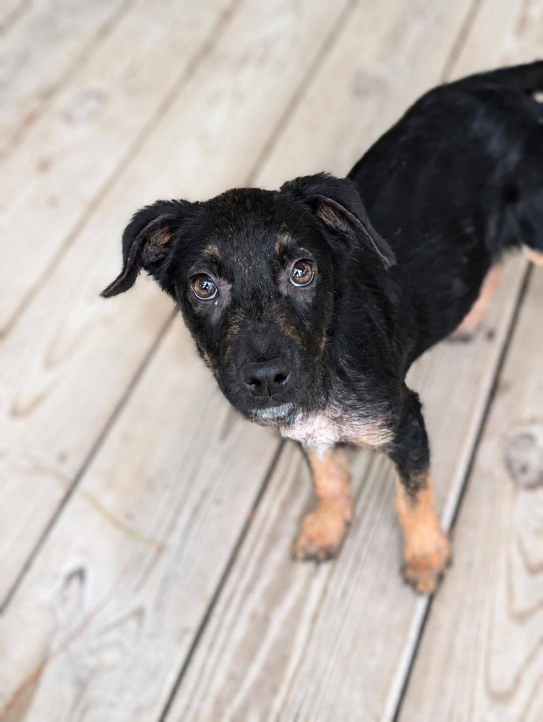Enlarge Thorne, an adopted mixed breed in Bloomingdale, GA image 2/5