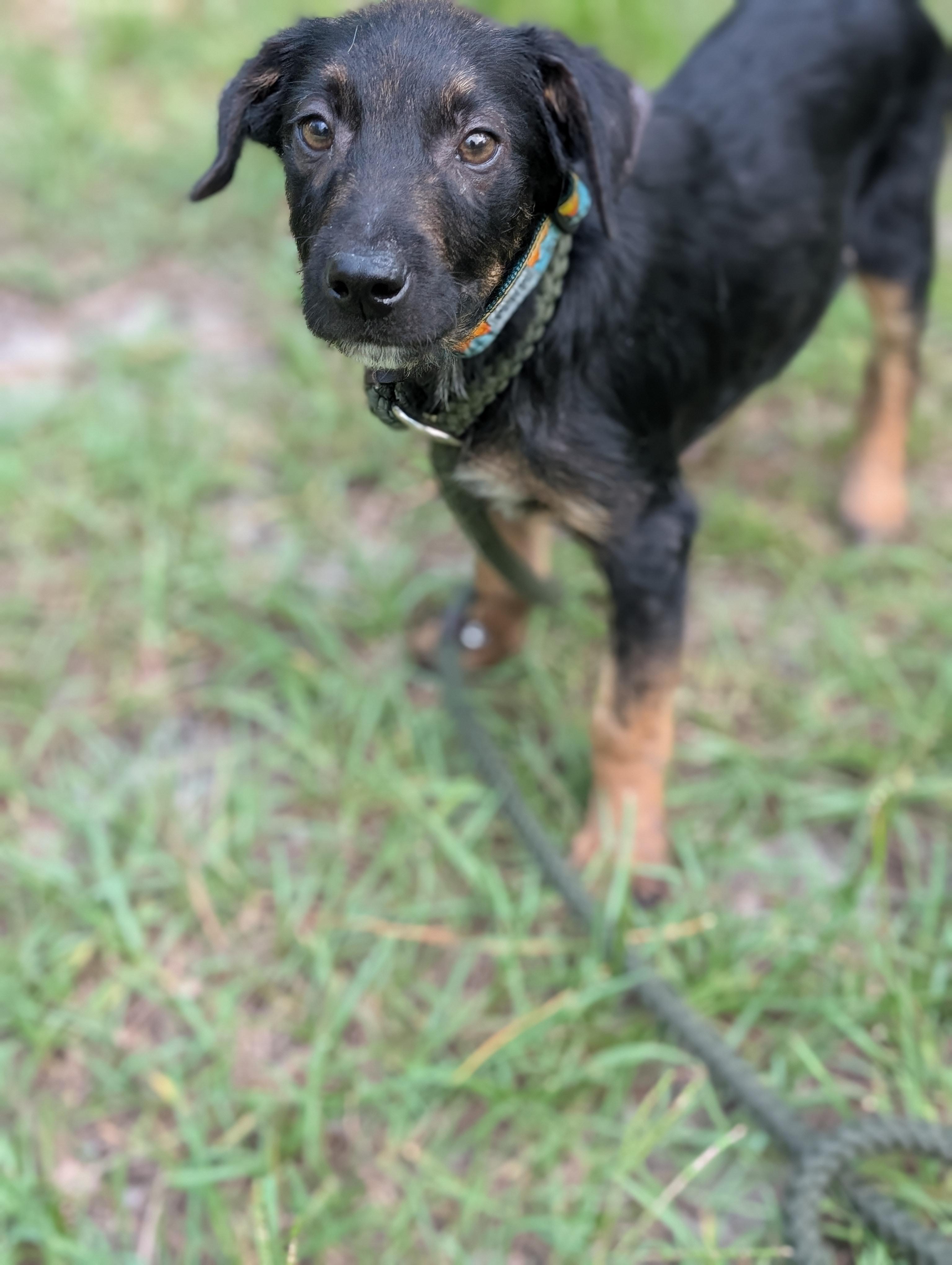 Enlarge Thorne, an adopted mixed breed in Bloomingdale, GA image 5/5