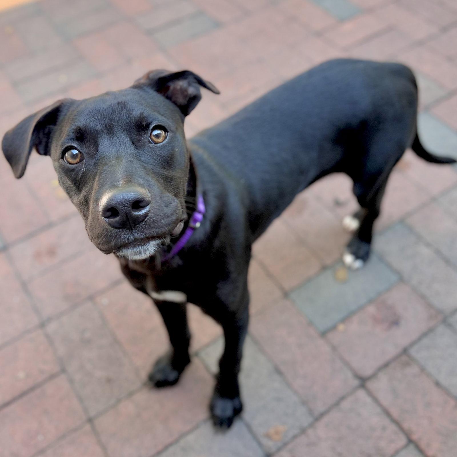 Enlarge Bingly, a Adoptable Labrador Retriever in Whitehall, PA image 1/3