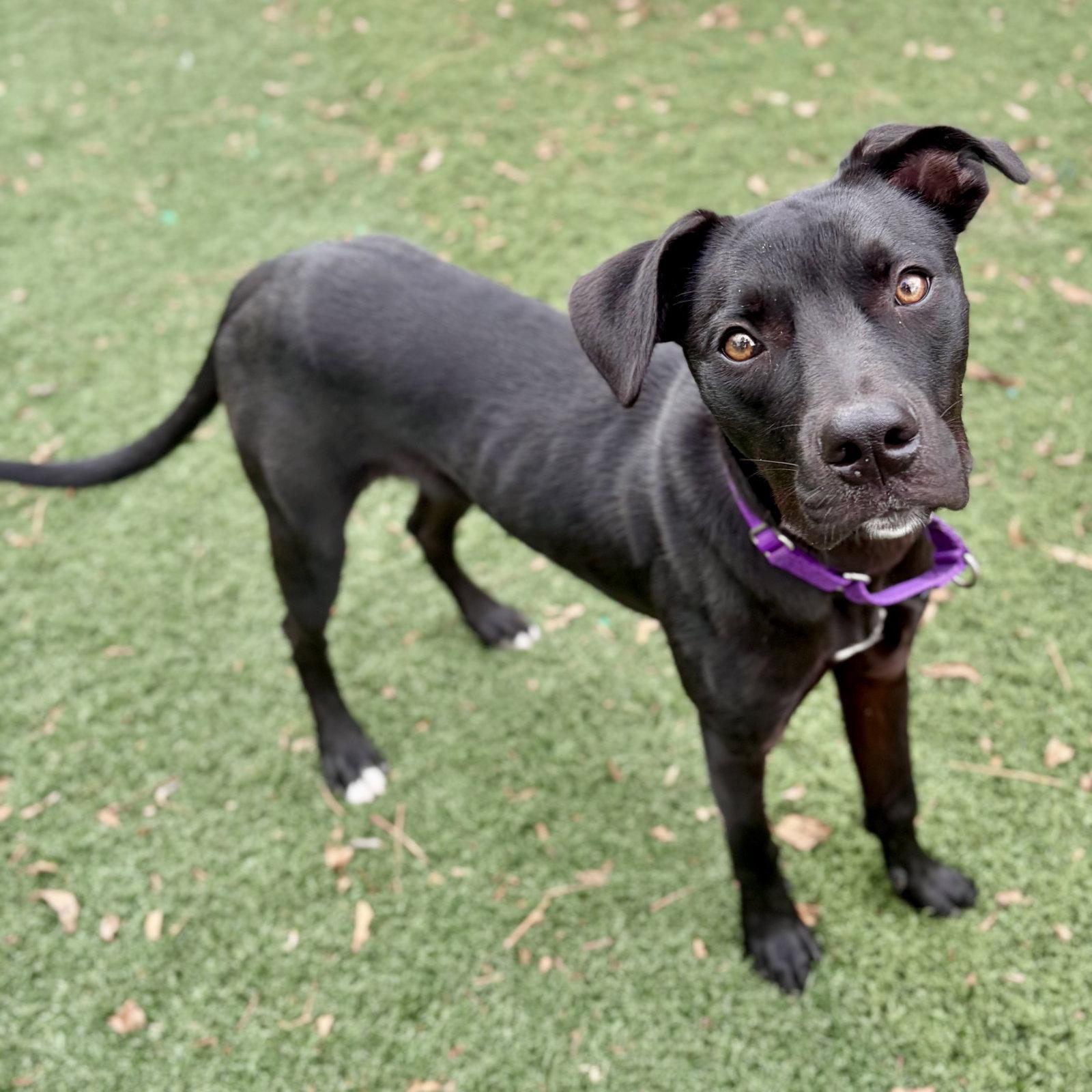 Bingly, Adoptable, Puppy Male Labrador Retriever.