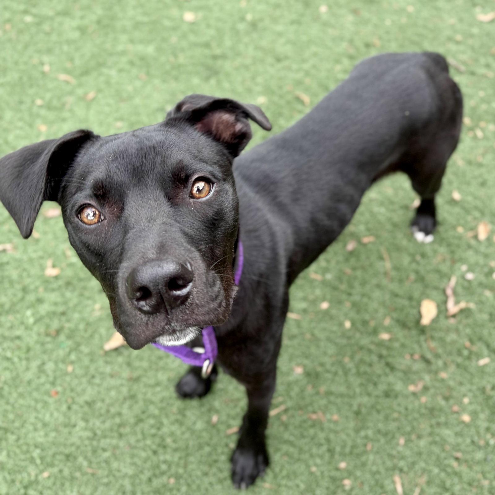 Enlarge Bingly, a Adoptable Labrador Retriever in Whitehall, PA image 2/3