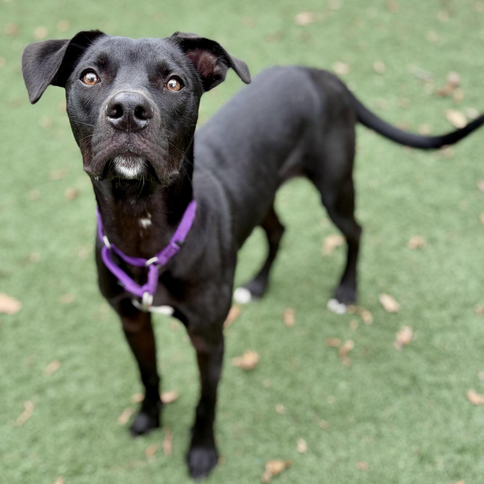 Enlarge Bingly, a Adoptable Labrador Retriever in Whitehall, PA image 3/3