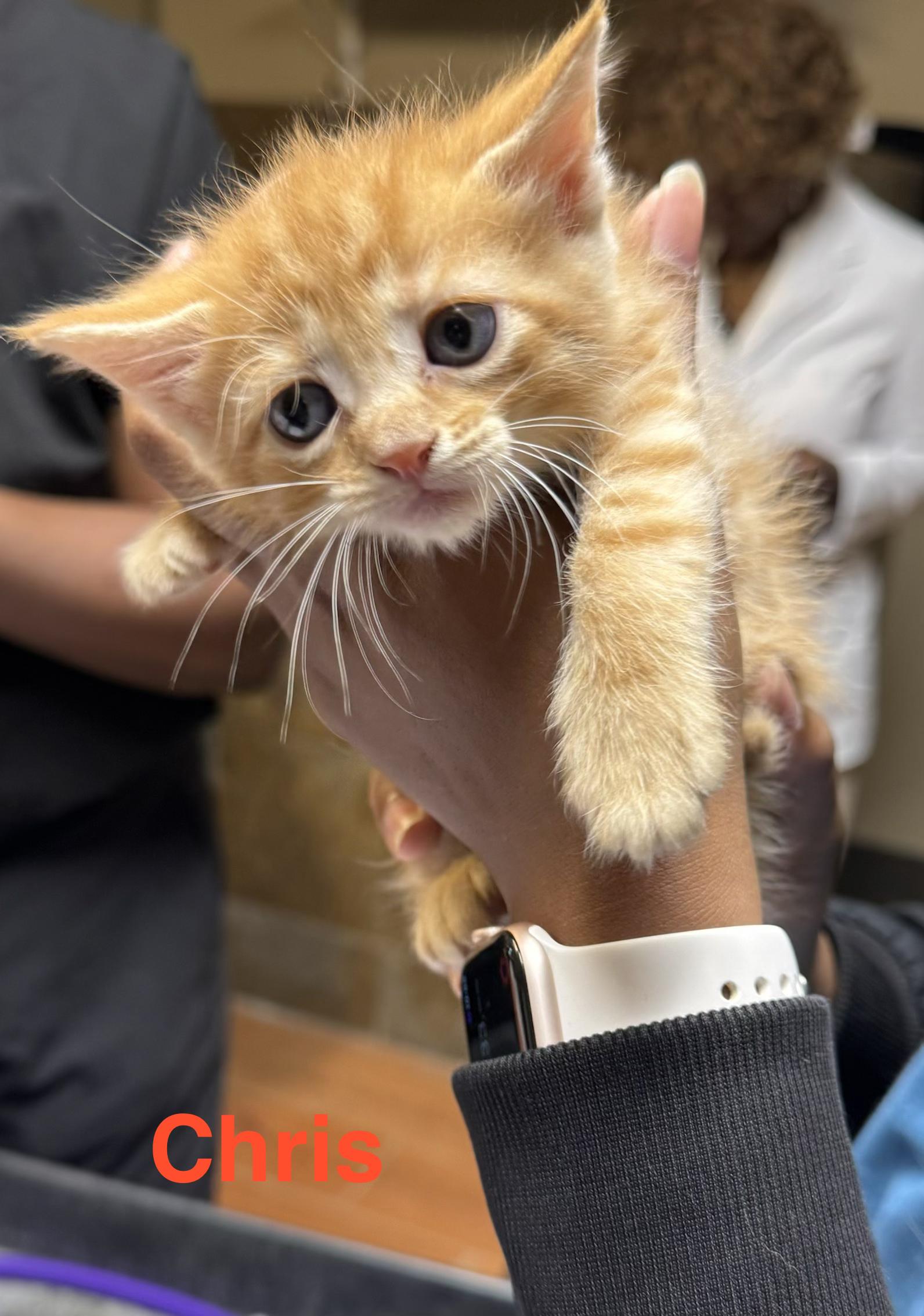 Chris, adopted, Kitten Male Domestic Short Hair.