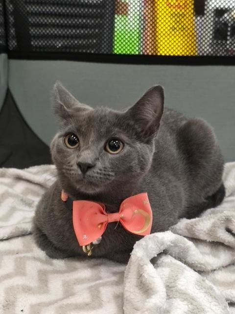 Alderly, a Adoptable mixed breed in Wilmington, NC image 1/4