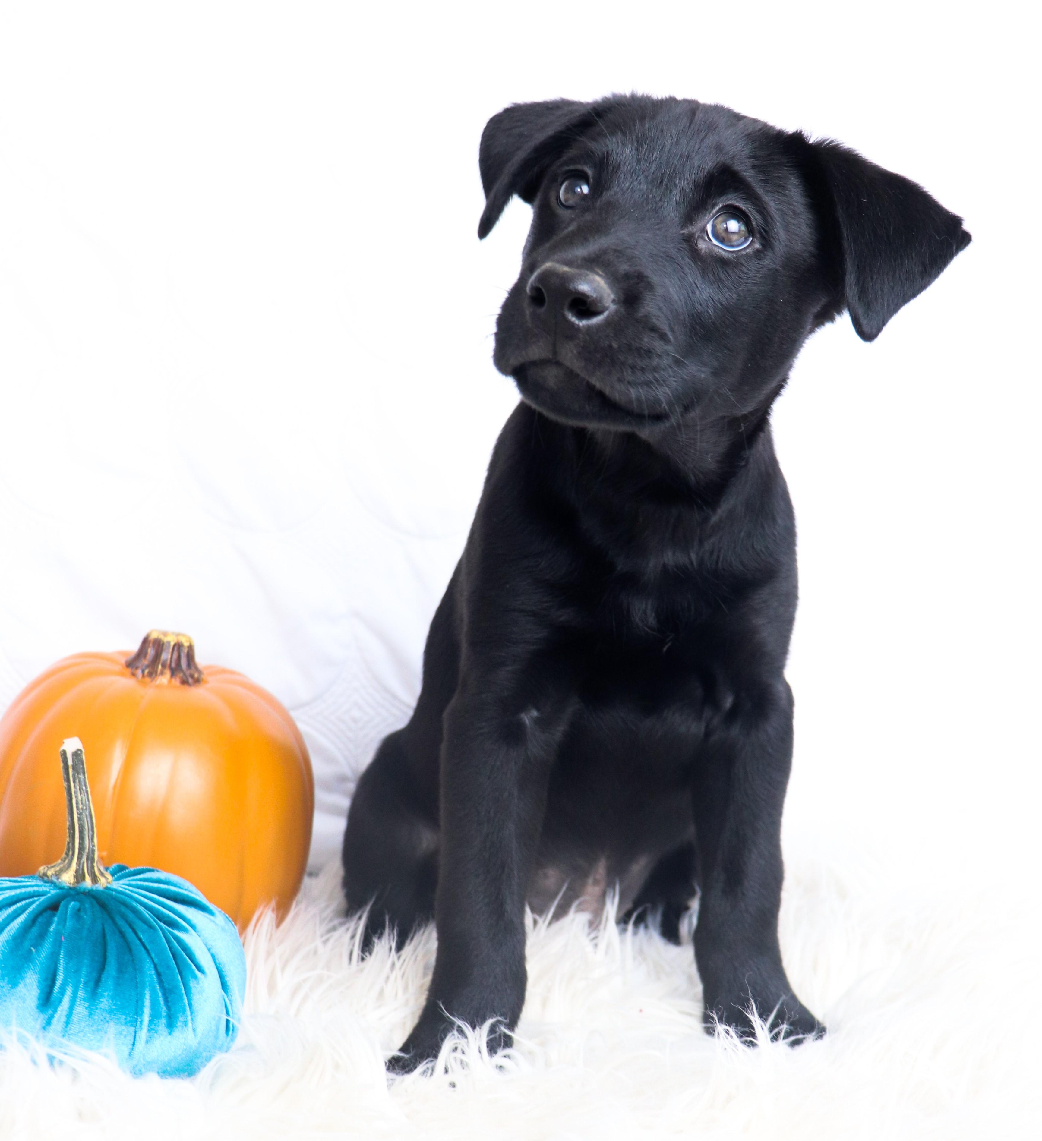 Enlarge Carl, a Adoptable mixed breed in Saint Paul, MN image 5/6