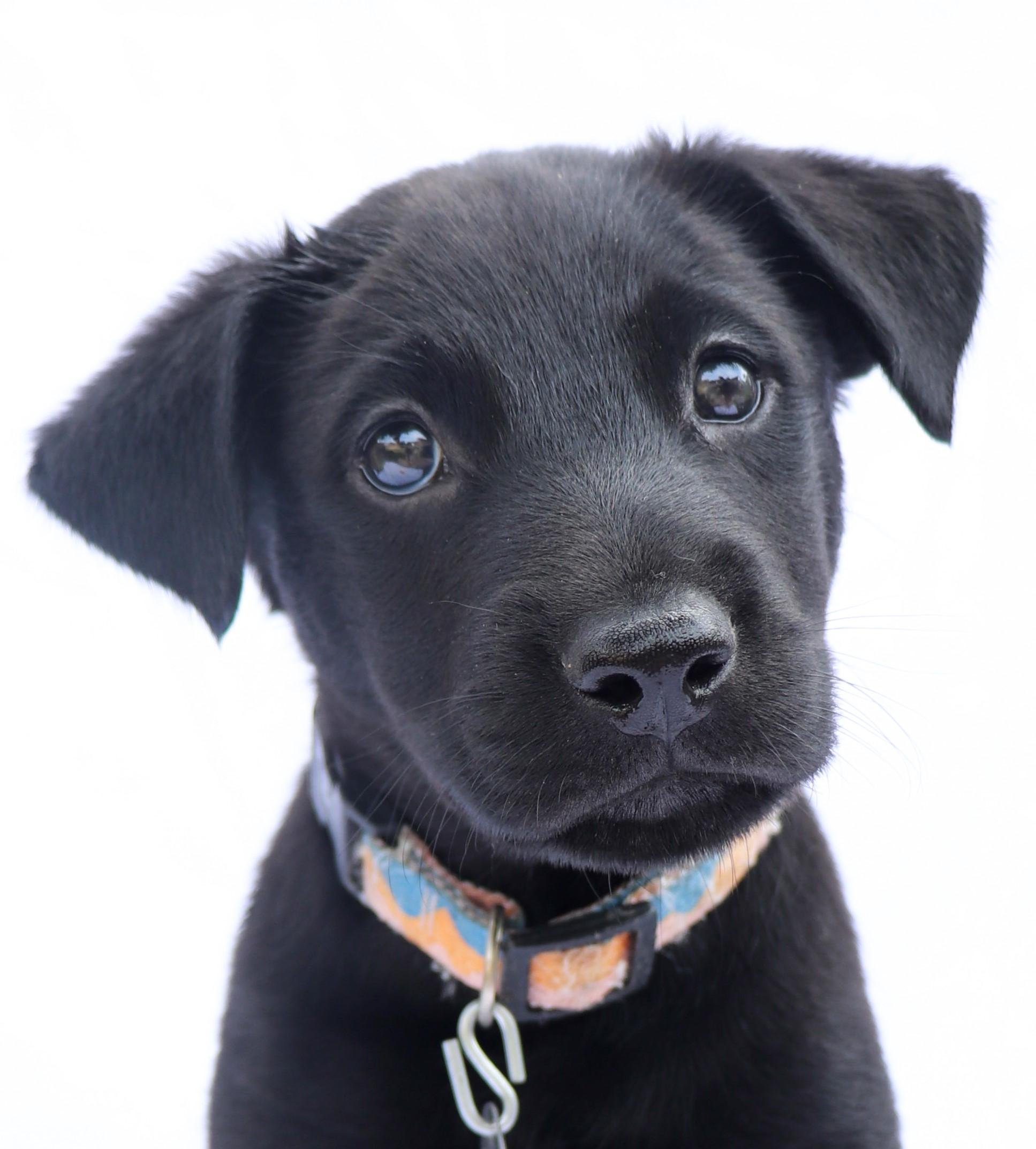 Enlarge Carl, a Adoptable mixed breed in Saint Paul, MN image 3/6