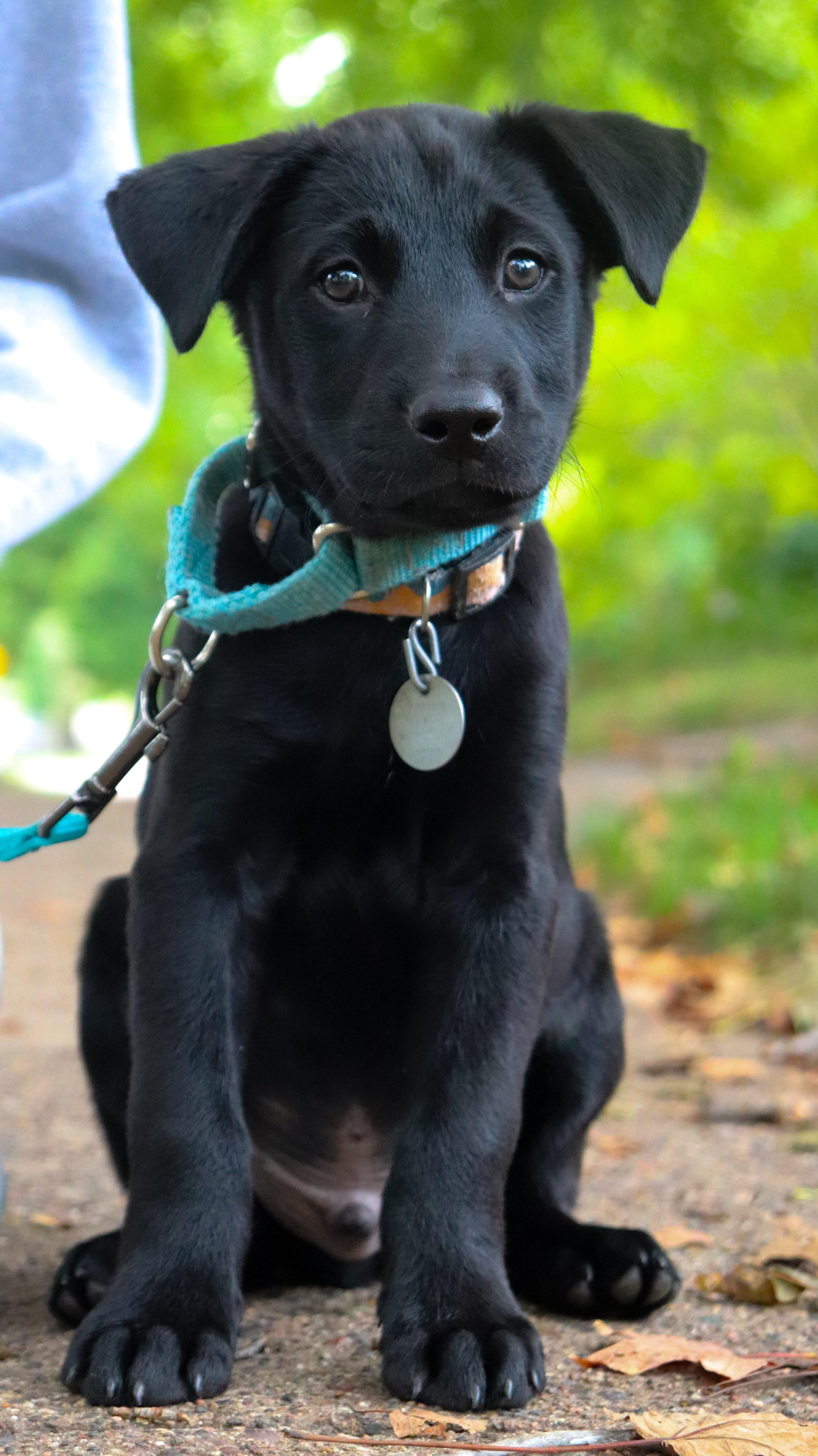 Carl, Adoptable, Puppy Male Black Labrador Retriever & Australian Shepherd.