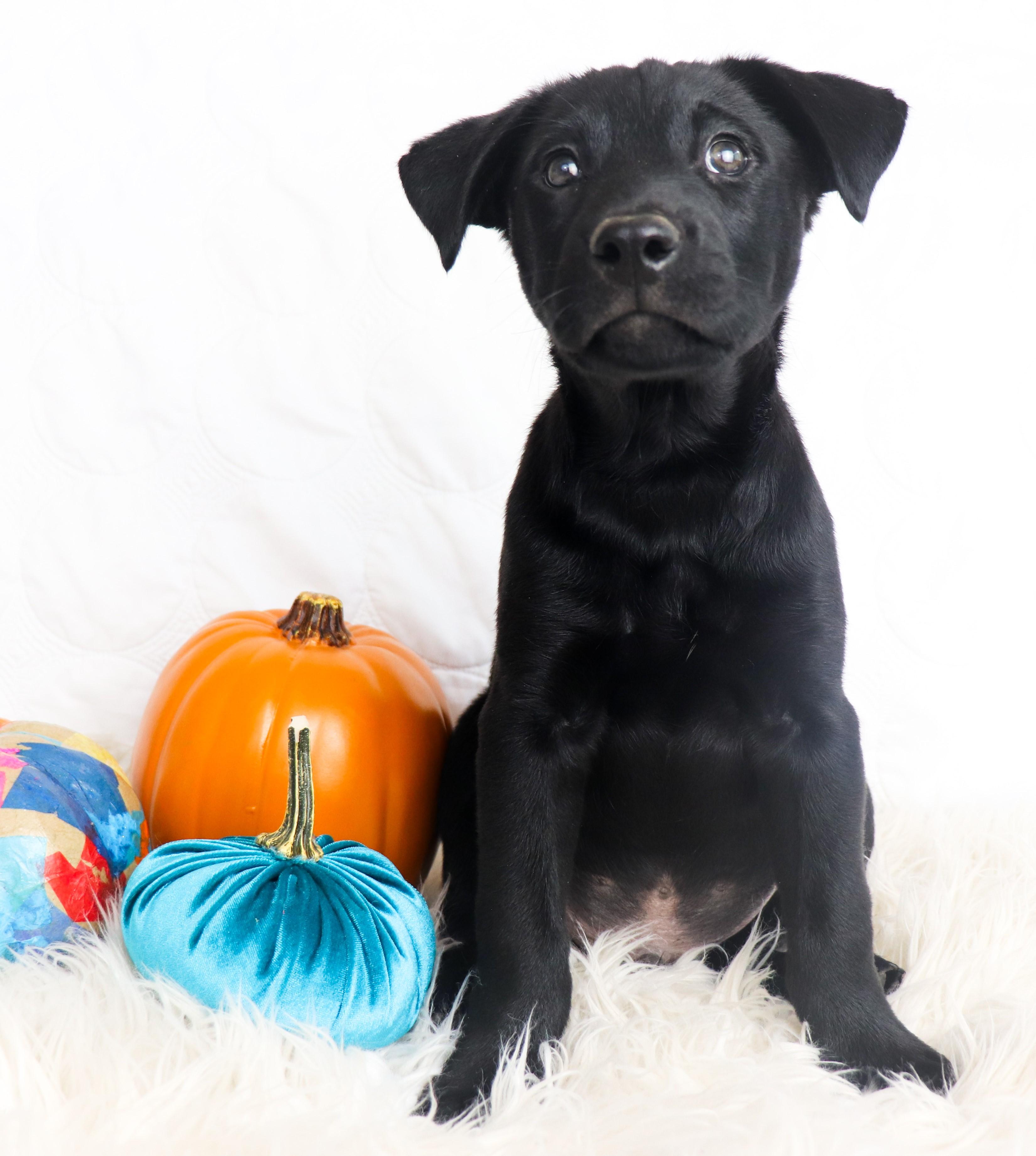 Enlarge Carl, a Adoptable mixed breed in Saint Paul, MN image 6/6