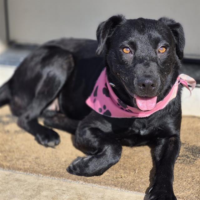 Enlarge HOPE, a Adoptable mixed breed in San Antonio, TX image 1/1