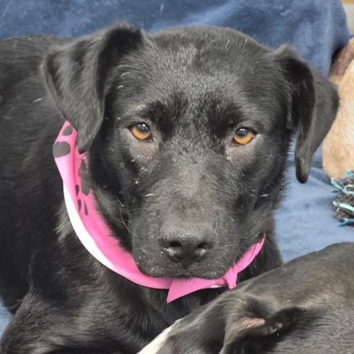 HOPE, Adoptable, Young Female Labrador Retriever.