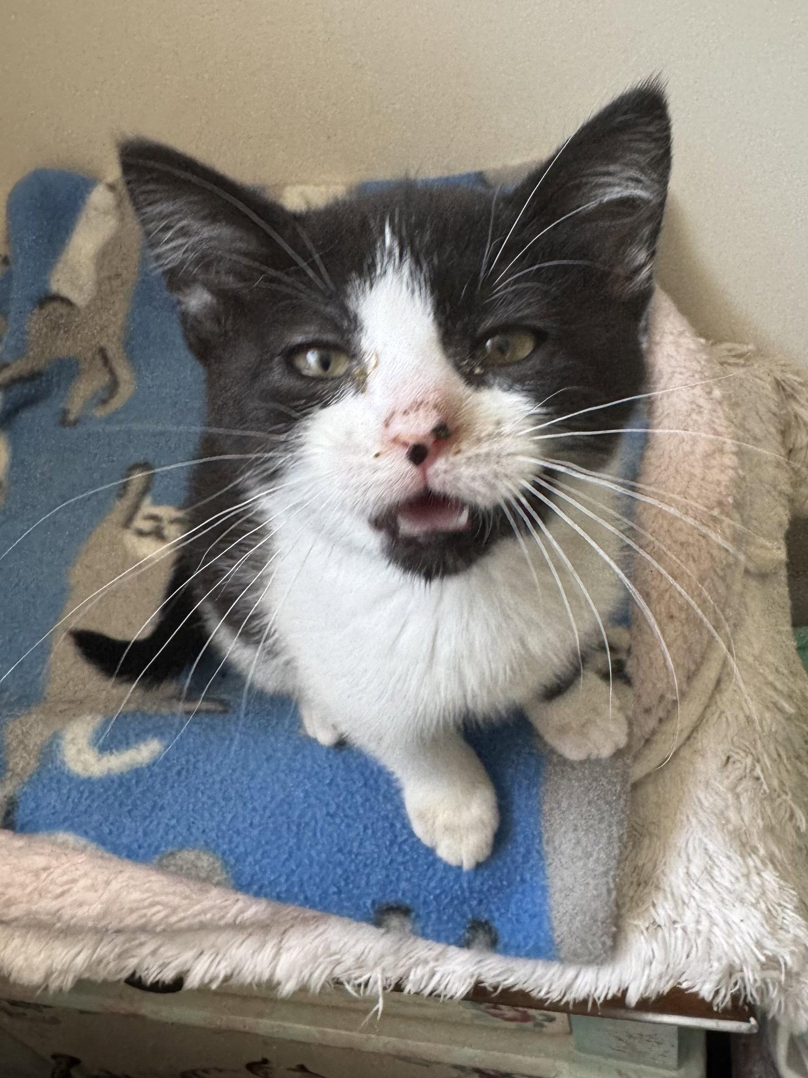 Rachel (foster cat), Adopted, Kitten Female Domestic Short Hair.